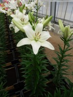 [4039 Arcachon No01.JPG]